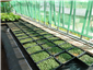 micro herbs being grown